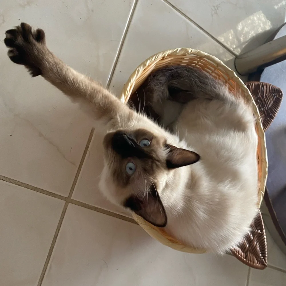 Woven Wicker Style Siamese Cat Cushion Bed